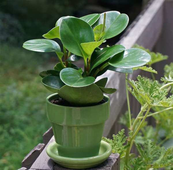 Traitement antifongique pour les plantes