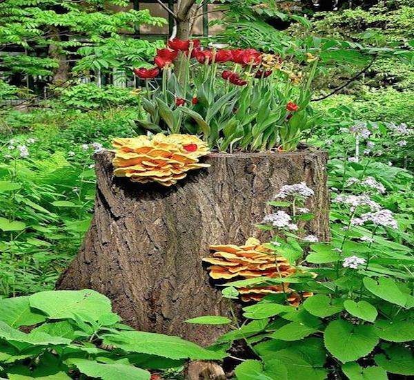 Une souche d'arbre couverte de pleurotes et agrémentée de belles fleurs rouges