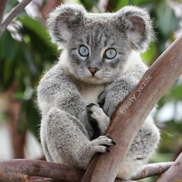 On dirait un chaton koala