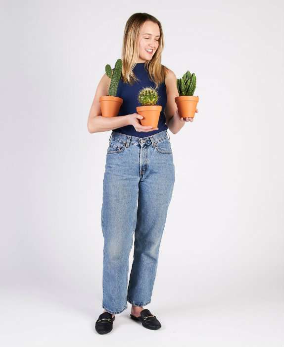 De belles plantes grasses venant d'une pépinière