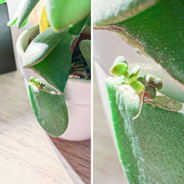 Un bourgeon qui grandit dans une feuille de succulente cassée