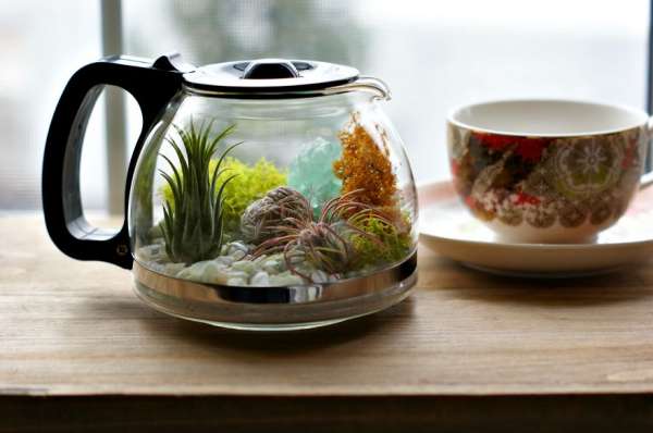 Carafe à café transformée en terrarium