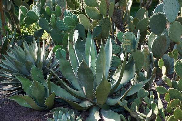 Des plantes qui nécessitent peu d'arrosage