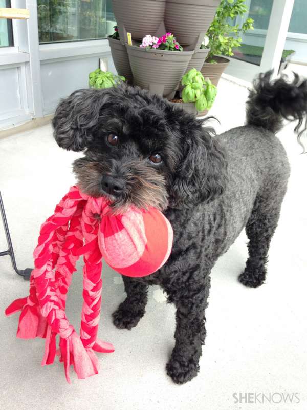 Jouet pour chien