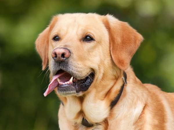 Shampoing pour chien