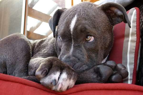 Un shampoing sec pour chiens avec juste du bicarbonate de soude et de l'huile essentielle de lavande