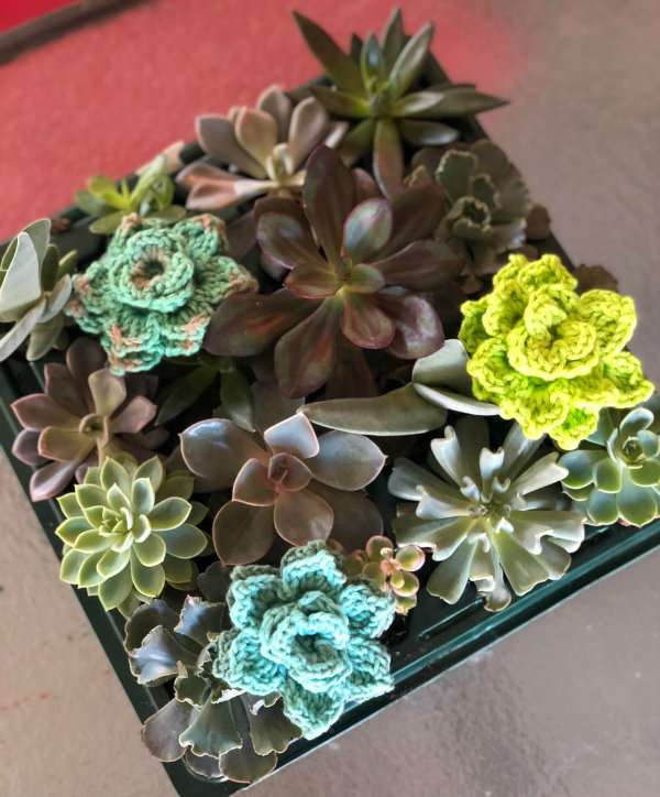 Des plantes succulentes en crochet mêlées à de vraies succulentes