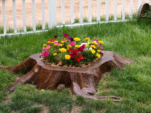 Une souche d'arbre transformée en jardinière riche en couleurs