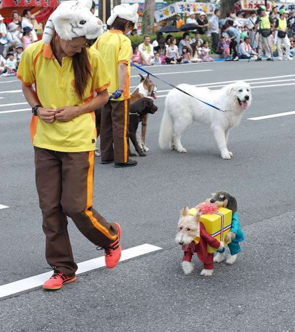 Le double chien qui porte un cadeau