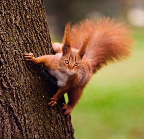 Au moins,il devrait pouvoir redescendre de l'arbre