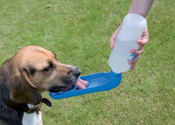 Une gourde pour désaltérer votre chien lors de ses promenades