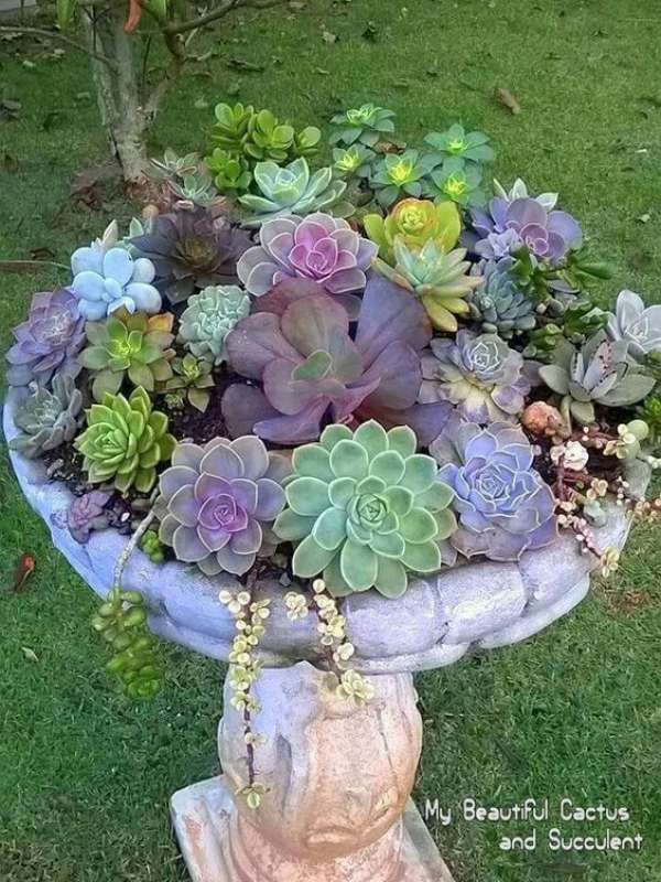Une fontaine ancienne transformée en pot pour succulentes et plantes grasses
