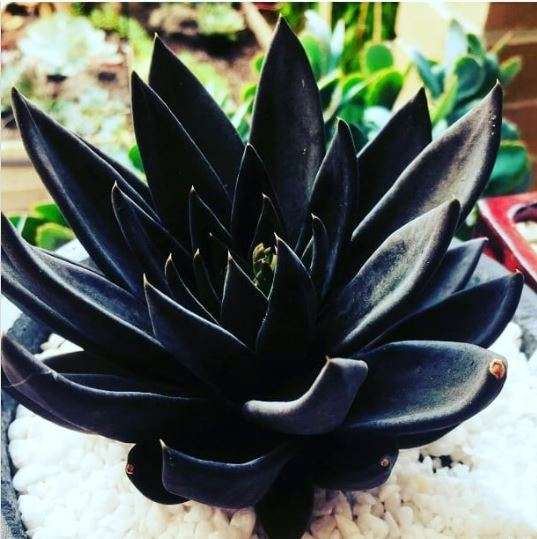 L'Echeveria 'Black Prince'