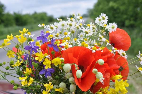 Cueillir des fleurs