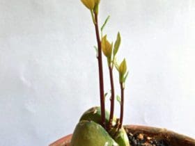 Faire pousser un noyau d'avocat