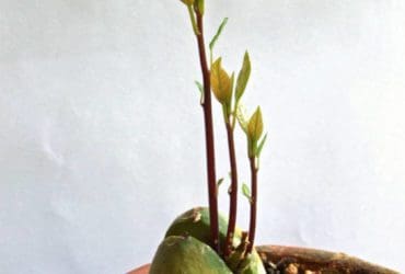 Faire pousser un noyau d'avocat