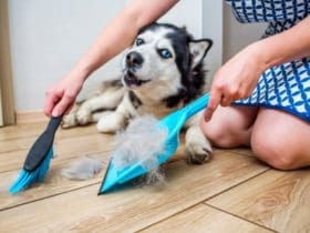 Gérer les poils d'animaux : Astuces efficaces