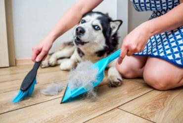 Gérer les poils d'animaux : Astuces efficaces