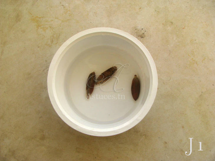 Noyaux de dattes - jour 1