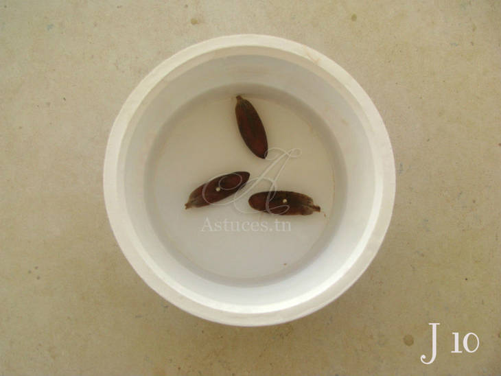 Noyaux de dattes - Jour 10