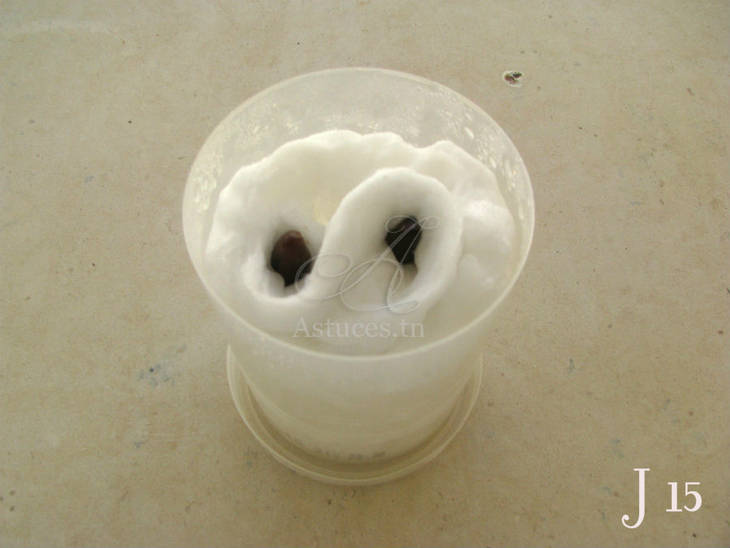 Noyaux de dattes - Jour 15