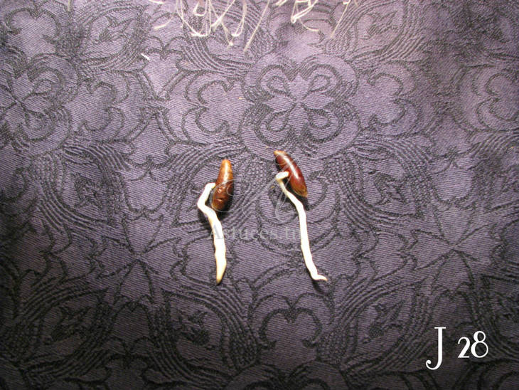 Noyaux de dattes - Jour 28