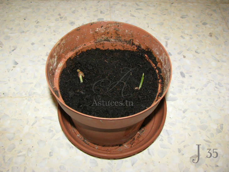 Noyaux de dattes - Jour 35