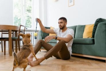 Jouets et jeux pour animaux