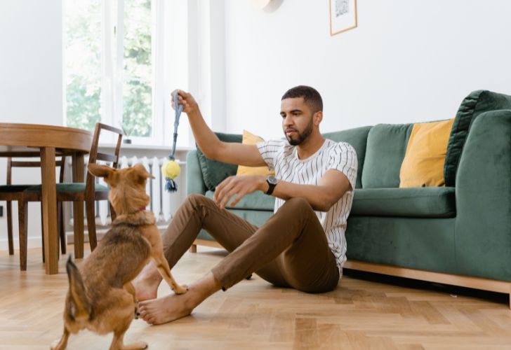 Jouets et jeux pour animaux