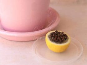 Faire partir les moucherons des pots de plantes