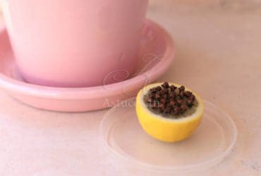 Faire partir les moucherons des pots de plantes