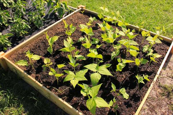 Une version simple d'un jardin surélevé