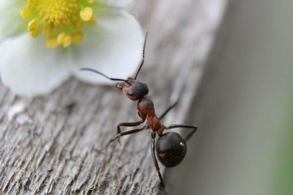 Répulsif contre les insectes