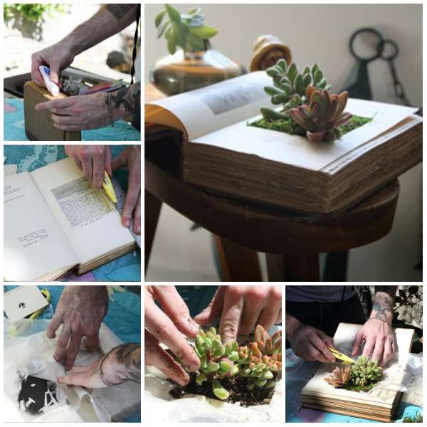 Un livre de succulentes