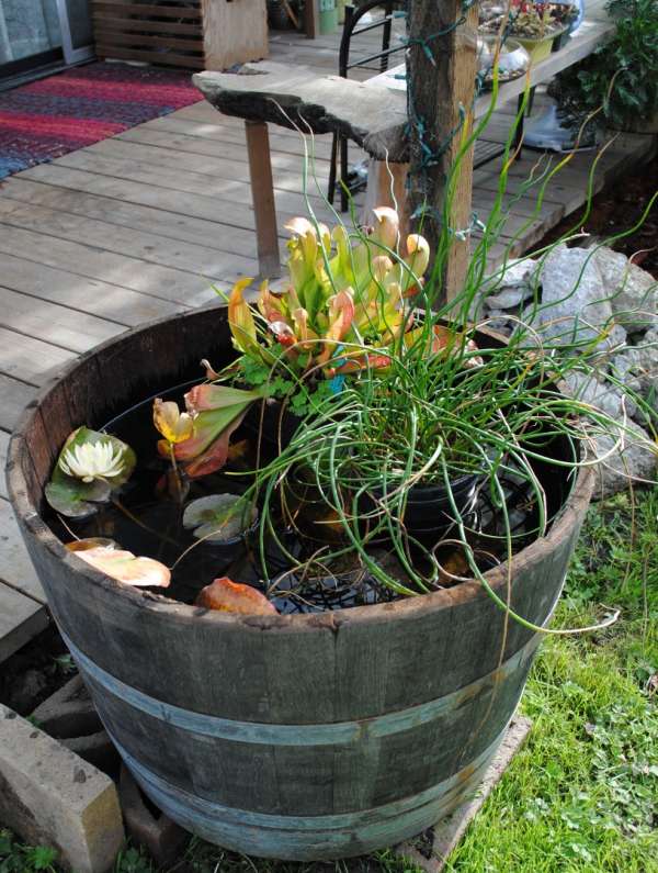 Jardin d'eau zen dans un baril en bois