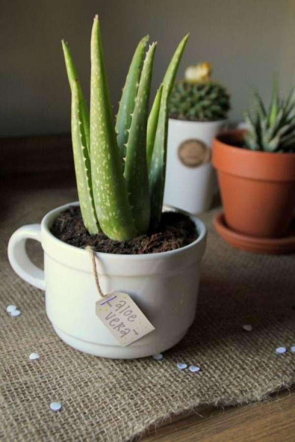 Des petits pots de fleurs pour une touche de verdure