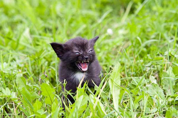 Ce chaton est possédé