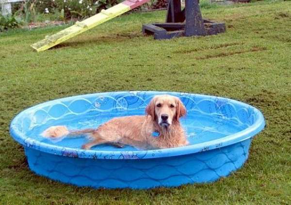 Bassine pour le chien