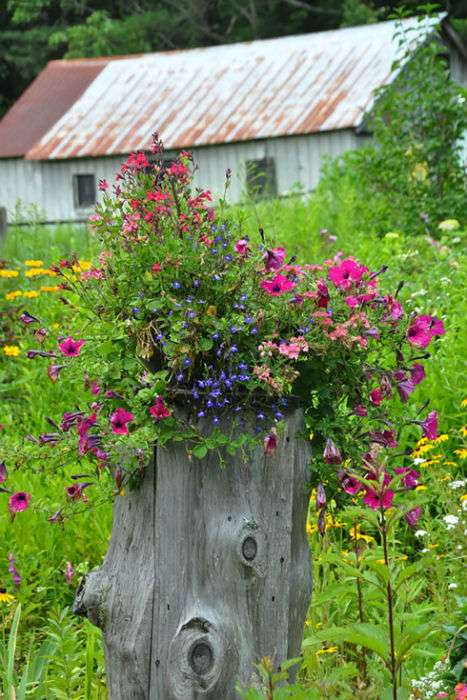 Utilisez une souche d'arbre comme pot de fleurs