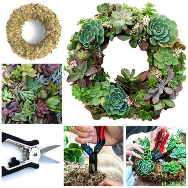 Une couronne de succulentes