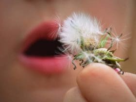 Traitements et remèdes naturels contre les allergies