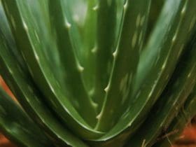 Aloe vera - plante aux mille vertus