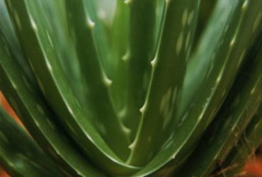 Aloe vera - plante aux mille vertus
