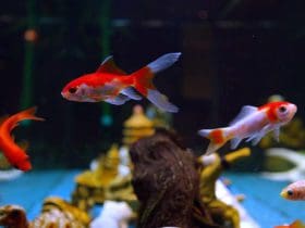 Poissons d'aquarium pour débutant