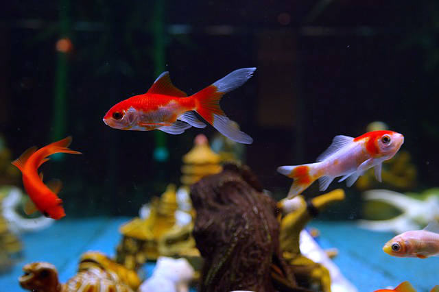 Poissons d'aquarium pour débutant