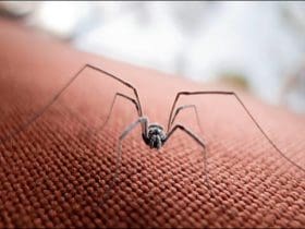 Répulsifs naturels contre les araignées