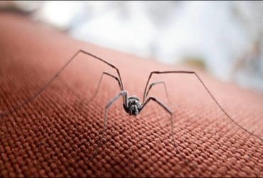 Répulsifs naturels contre les araignées