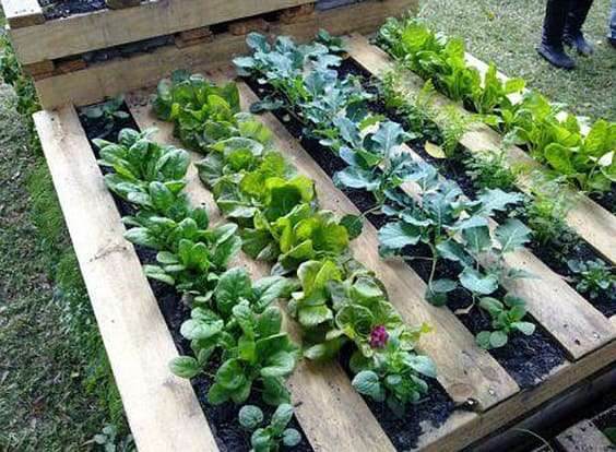 Un carrée de potager avec des palettes pratique et esthétique