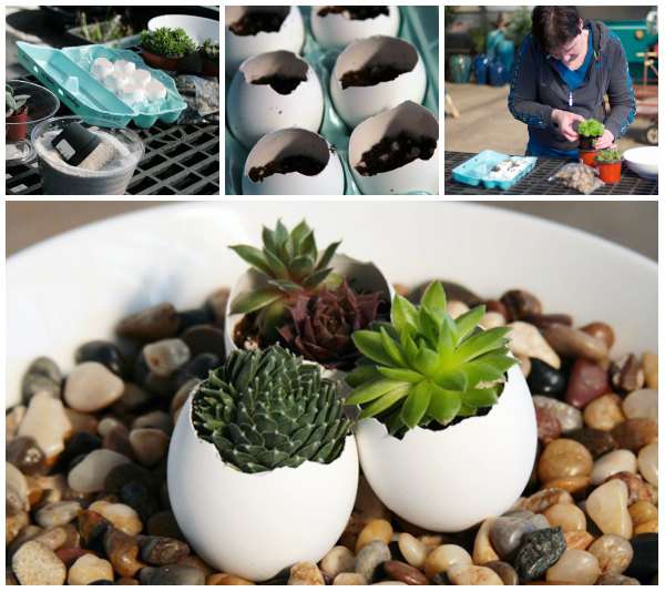 Des pots pour succulentes en coquilles d'oeufs