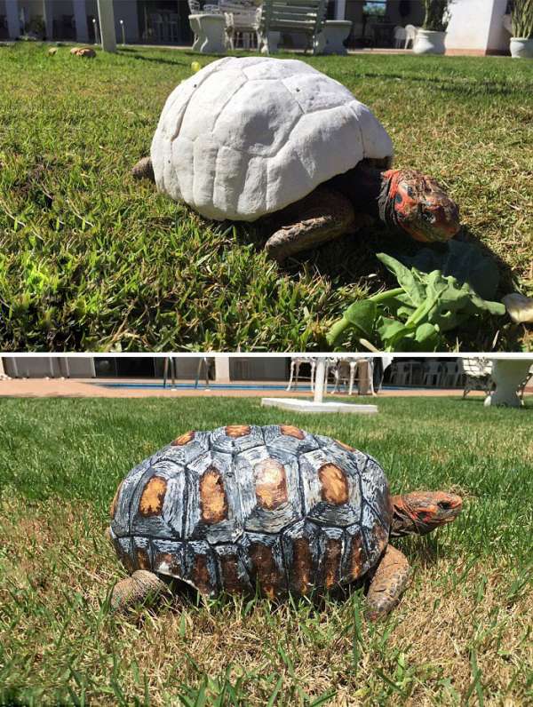 Une nouvelle carapace pour une tortue qui a perdu la sienne dans un incendie de forêt